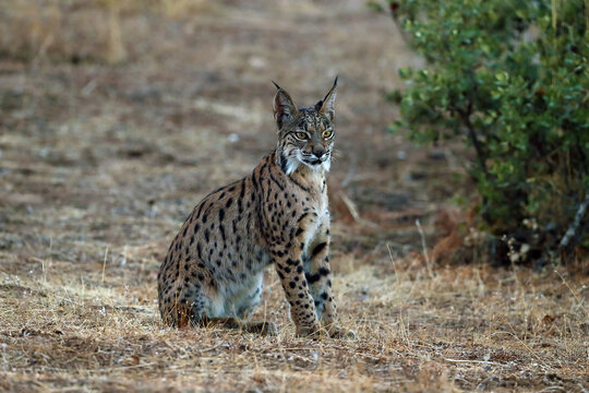 The Iberian lynx (Lynx pardinus), young lynx in yellow grass. Young Iberian lynx in the autumn landscape.