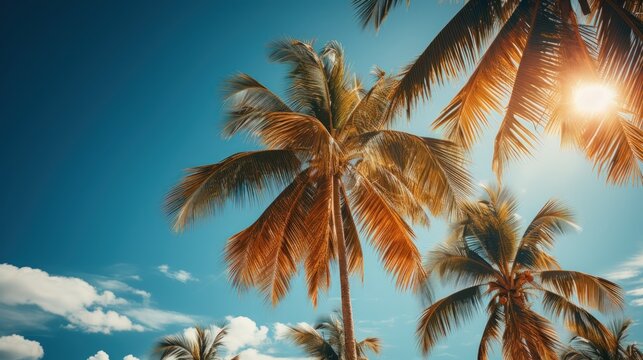 Blue sky and palm trees view from below tropical beach and summer background.