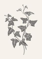 Black and white illustration of English ivy. Isolated. Vector botany.