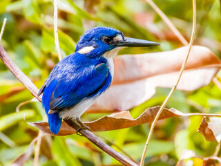 Little Kingfisher in Queensland Australia