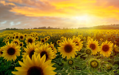 Dramatic sky at sunset over a sunflower field in Yorkshire