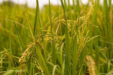 Closeup of yellow paddy rice field.