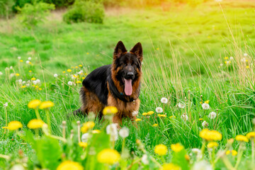 German shepherd dog in harness out for a walk lying, running, walking on the grass in sunny summer day