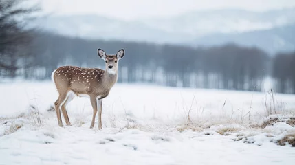 Fototapeten deer in the snow © RDO