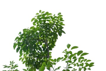 Tropical tree leaves on white isolated background for green foliage backdrop 