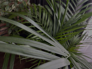 Green plant leaves background. Nature spring concept