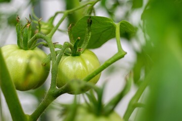 Two green tomatoes hang on a branch with a blurred background