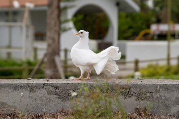 Beautiful white dove standing outdoors.