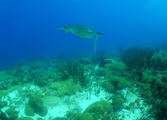 Fototapeta na wymiar green sea turtle on a reef in the caribbean sea