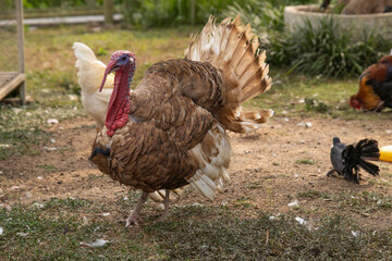Male wild turkey standing on the land.