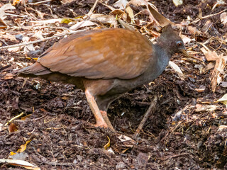 Orange-footed Megapode in Queensland Australia