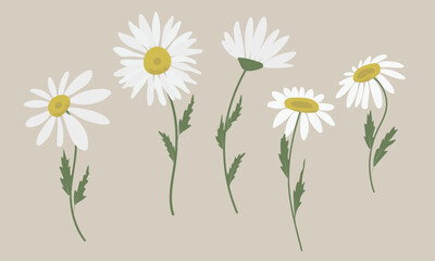 Vector set of white filed flowers. Collection of daisies and chamomile. Hand drawn flat vector illustration.