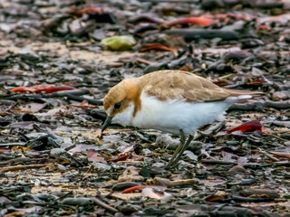 Red-capped Plover in Queensland Australia