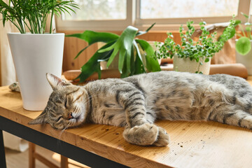 Cute playful gray striped tabby cat resting on the table around houseplants. Domestic pets and house plants concept.