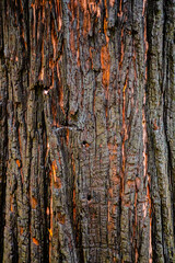 Burnt bark of sequoia. Sequoiadendron giganteum giant sequoia also known as giant redwood, Sierra...