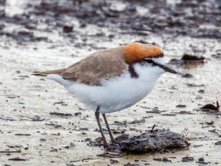 Red-capped Plover in Queensland Australia