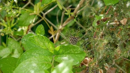 vespa nest