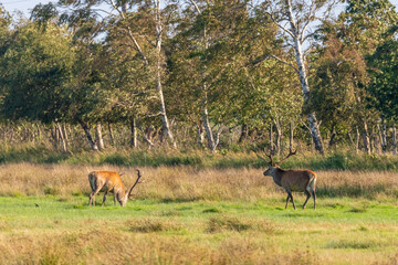 Hirsche, Rothirsche auf den Sundischen Wiesen bei Zingst an der Ostsee.