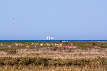 Fototapeta premium Grosses Rudel Damwild an der Ostsee bei Zingst mit Segelschiff.