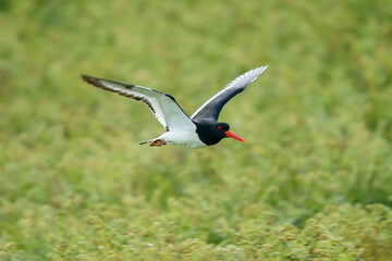 Eurasian oystercatcher (Haematopus ostralegus) in the wild