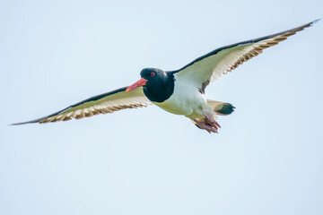 Eurasian oystercatcher (Haematopus ostralegus) in the wild