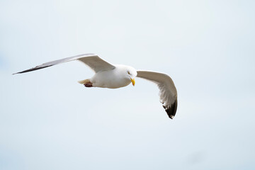 Seagull flying over Saltee islands