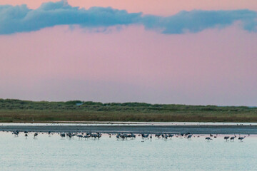 Schlafplatz der Kraniche im flachen Wasser am Pramort bei Zingst an der Ostsee.