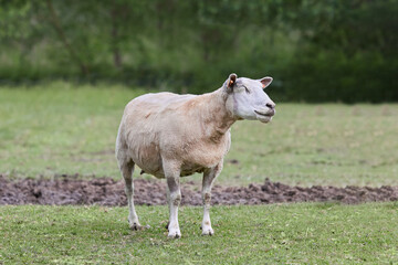 Obraz premium White freshly fleeced sheep on meadow
