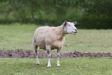White freshly fleeced sheep on meadow
