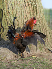 Rooster next to three spreading wings
