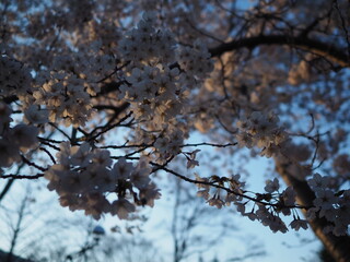 Travel with me Sapporo Hokkaido Japan