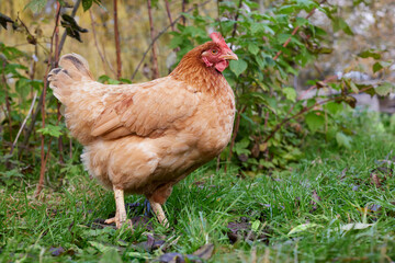 Free range brown Sussex chicken in garden