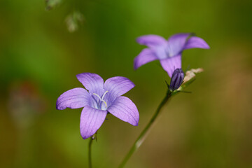 Wiesen-Glockenblume (Campanula patula)