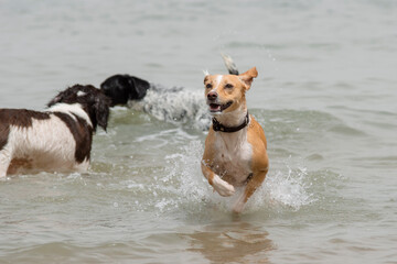 Group of dogs playing and splashing in the beach