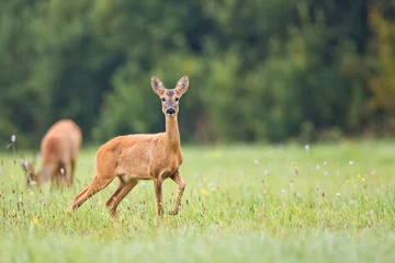 Fotobehang Roe deer in the wild © Janusz