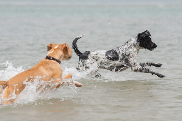 Two female dogs playing in the beach