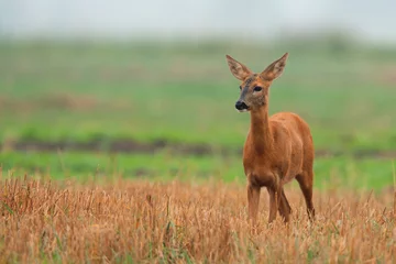 Zelfklevend Fotobehang Roe deer in a clearing © Janusz
