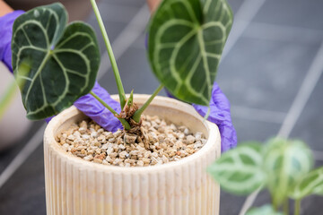 Apply water on the potted Anthurium crystallinum plant