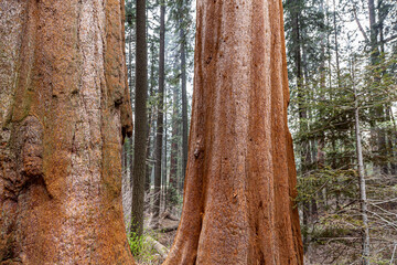 Sequoia redwood Tree Bark Texture Background. Lichen moss on the trunk bark of Sequoia Beautiful texture of bark of old redwood. Amazing green forest of sequoia. Redwood national and state parks.