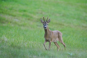 A beautiful roebuck walking on the meadow. Capreolus capreolus. Roe deer in the nature habitat.