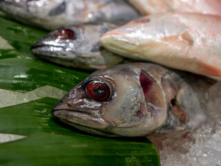 Fresh sea fish on the ice in the supermarket in Yogyakarta, Indonesia