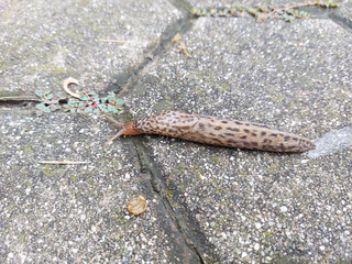 leopard slug is crawling on tile - great grey slug