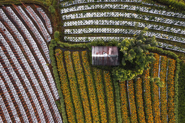 Top Down texture details of Hut in Marigold Flowers in Sidemen Bali Indonesia