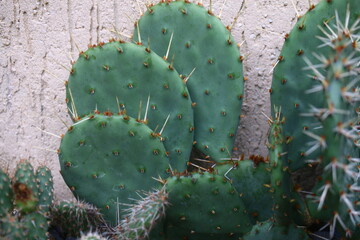 opuncja kaktus Opuntia phaeacantha v. gigantea