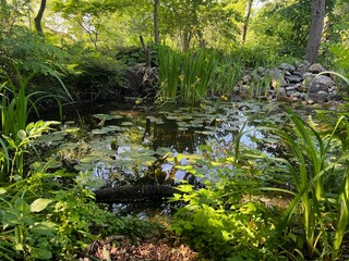 Plants growing near beautiful pond outdoors on summer day