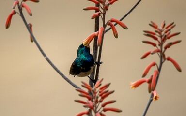White-bellied sunbird feeds on nectar from an aloe flower