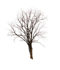 A tree on white