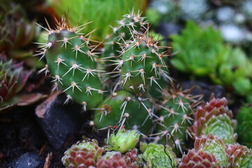 Opuntia fragilis FELDBERG kaktus opuncja