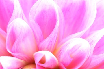 Fototapeta na wymiar Beautiful Dahlia flower with pink petals as background, macro view