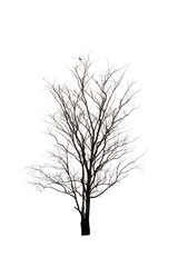 Dead tree isolated on white background.